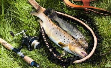 Hitching for Atlantic salmon